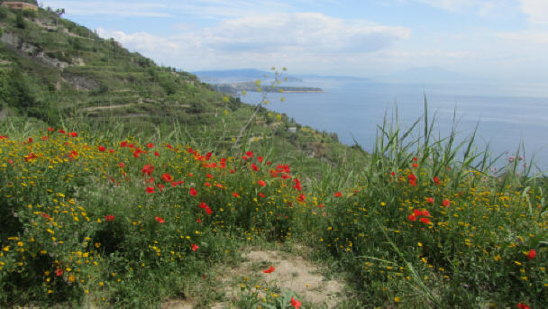 Ischia Blog, Wanderweg auf Ischia 