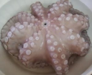 Ischia Tintenfisch, Oktopus Vulgaris, Polpo, Kraken 